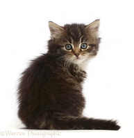 Tabby kitten sitting, looking over shoulder