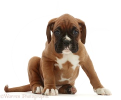 Boxer puppy, 6 weeks old, standing