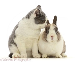 British shorthair x Manx cat with Netherland Dwarf rabbit