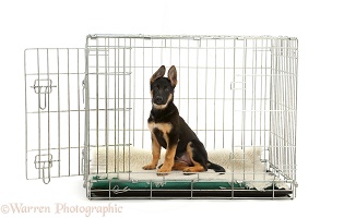Alsatian puppy sitting in a crate