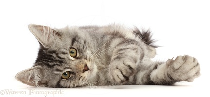 Silver tabby kitten lying with on his side