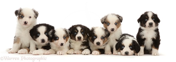 Eight Mini American Shepherd puppies, sitting in a row