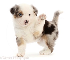 Two Mini American Shepherd puppy waving