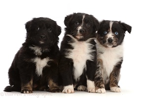 Three Mini American Shepherd puppies, sitting in a row