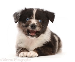 Mini American Shepherd puppy, mouth open and funny face