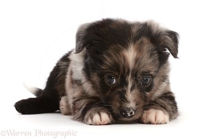 Mini American Shepherd puppy, nose to the floor