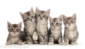 Five silver grey tabby kittens