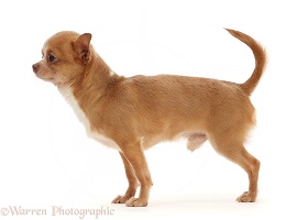 Chihuahua dog, standing