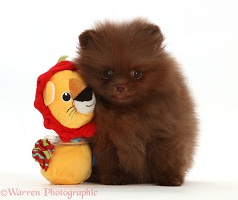 Dark brown Pomeranian puppy with toy