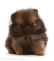 Dark brown Pomeranian puppy