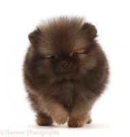 Dark brown Pomeranian puppy