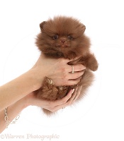 Pomeranian puppy held in hands