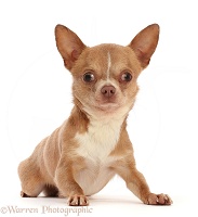 Chihuahua dog, lying with head up