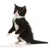 Black-and-white kitten sitting up