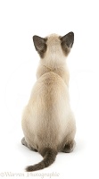 Blue-point Siamese kitten, back view