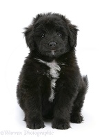 Black Sheltie x Poodle pup, sitting