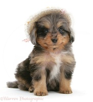 Sheltie x Poodle pup wearing a straw hat