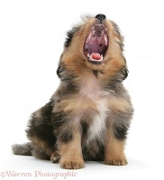 Sheltie x Poodle pup yawning