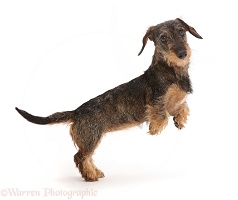 Wire haired Dachshund jumping up