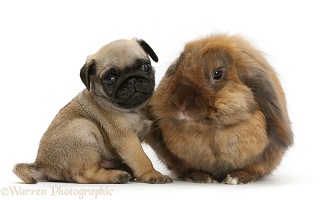 Pug puppy and rabbit