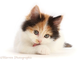 Persian x Ragdoll kitten, licking her paw