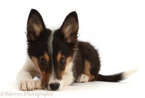 Tricolour Border Collie puppy, resting his nose on the floor