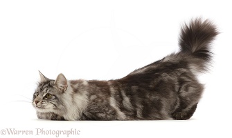 Silver tabby cat  crouching low