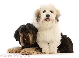 Coton de Tulear puppy  and Yorkshire Terrier x Shih-tzu