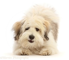 Coton de Tulear puppy, 5 months old, in play-bow