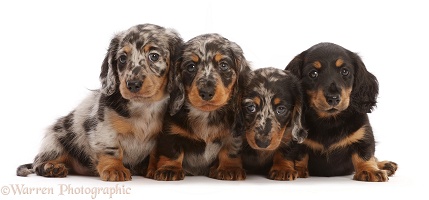 Four long-haired Dachshund puppies, 7 weeks old