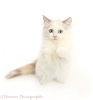 Persian x Ragdoll kitten, sitting up and begging