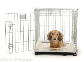 Dachshund lying in a crate