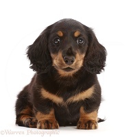 Long-haired Tricolour Dachshund puppy, 7 weeks old