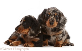 Long-haired Dapple Dachshund puppies, 7 weeks old