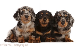 Three Long-haired Dachshund puppies, 7 weeks old