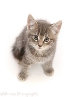 Grey tabby kitten, sitting looking up