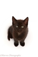 Black kitten, sitting looking up