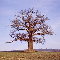 English Oak - Winter