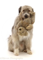 Romanian rescue dog holding a Teddy bear