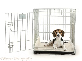 Beagle puppy lying in a crate