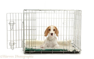 Orange Beagle puppy lying in a crate