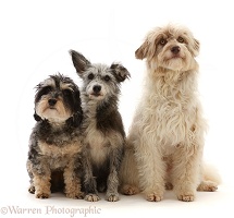 Daxie-doodle, Cadoodle and Mutt