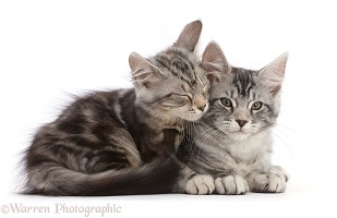 Silver tabby kittens, snuggling