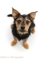 Chorkie - Yorkshire Terrier x Chihuahua, sitting looking up