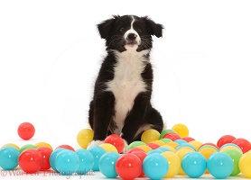 Black-and-white Border Collie puppy, sitting among balls