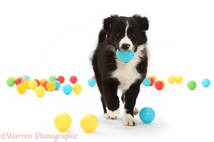 Black-and-white Border Collie puppy, carrying a ball