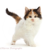 Persian x Ragdoll kitten, 7 weeks old, standing