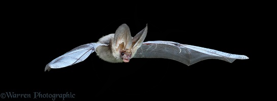 Long-eared Bat flying