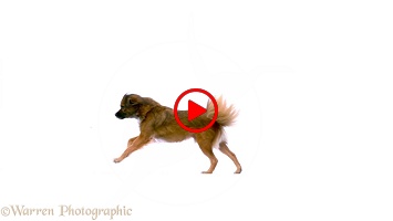 Romanian rescue dog, running