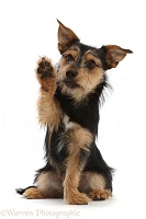 Chorkie - Yorkshire Terrier x Chihuahua, with raised paw